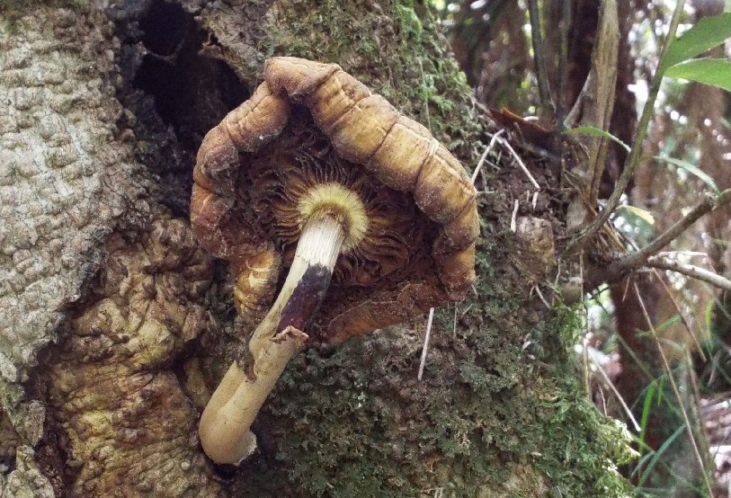 Funghi australiani: Trametes hirsutum e Agrocybe cilindracea